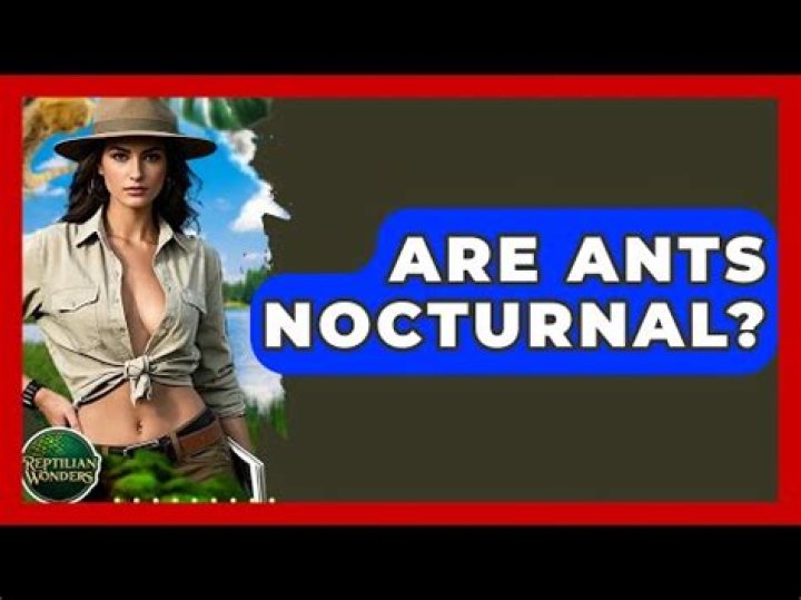 Are ants more active at night?