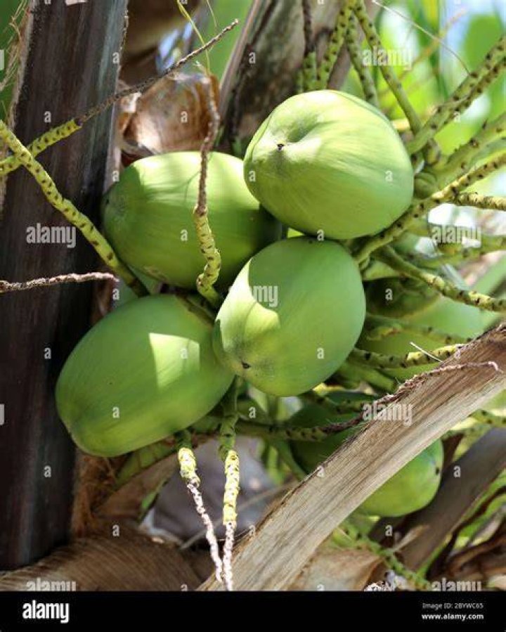 Are coconuts green?