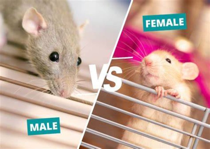 Are male or female rats more affectionate?