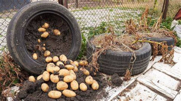 Can you grow potatoes in old tires?