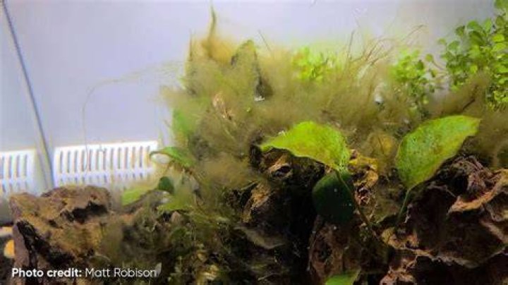 Do diatoms mean my tank is cycled?