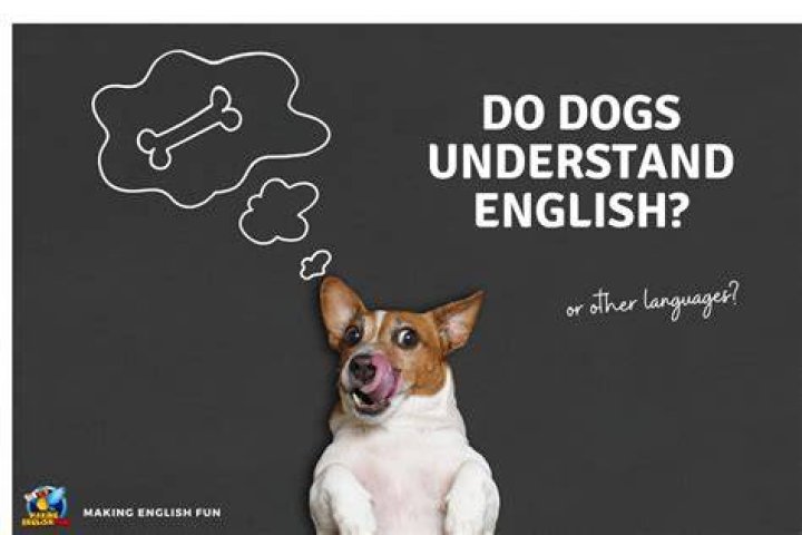 Do dogs understand English or Spanish?