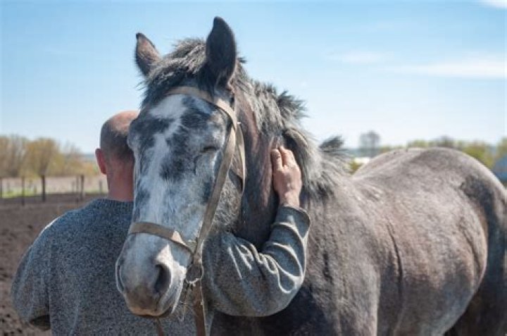 Do horses like human affection?