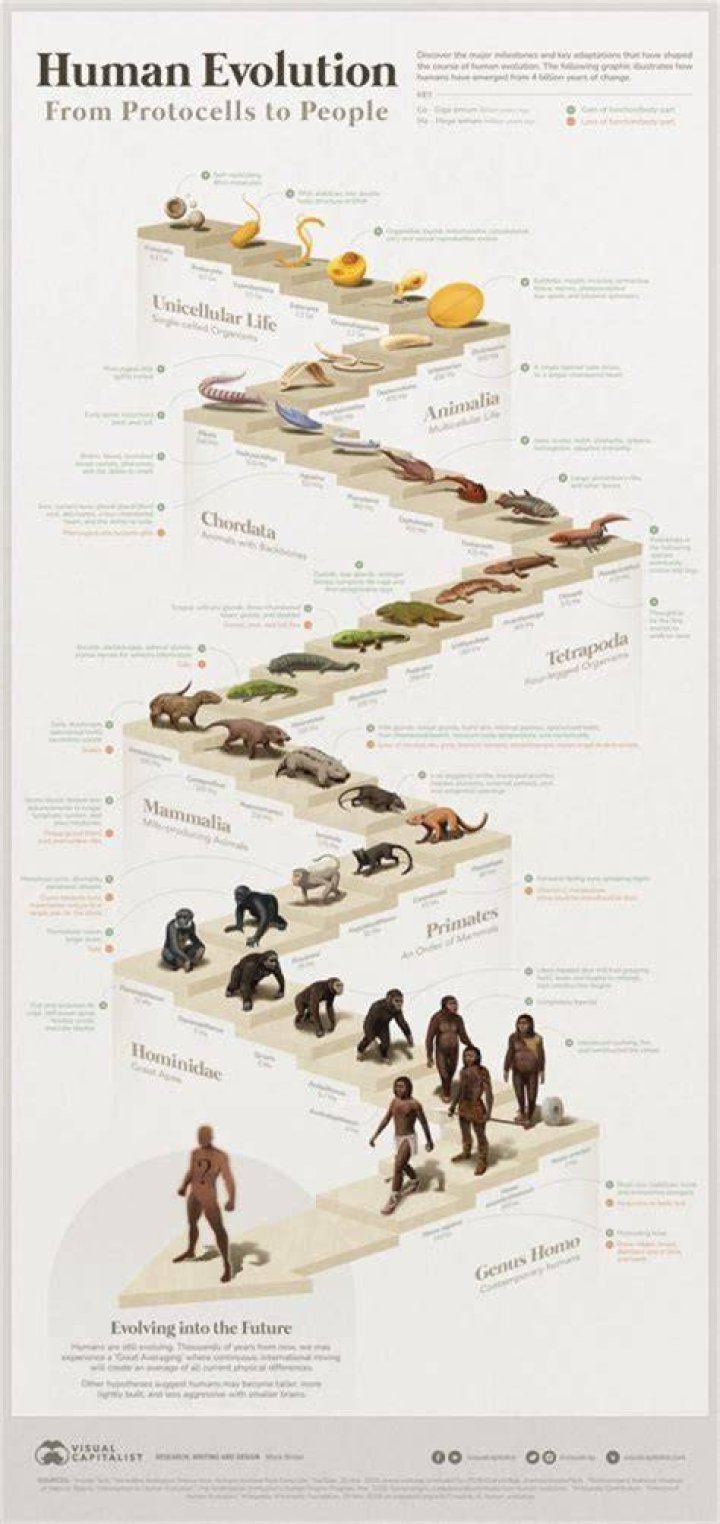 How did humans evolve in Dune?