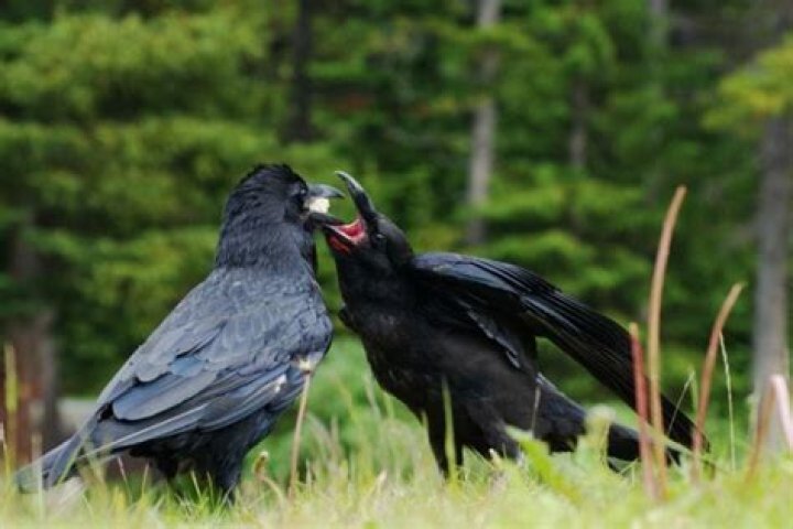 How do crows mate?