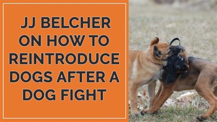 How do you defuse a dog fight?