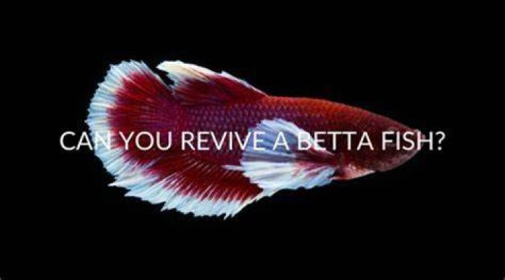 How do you revive a fish?