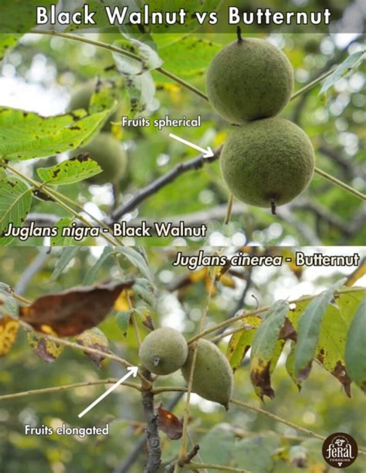 Is Walnut a false fruit?