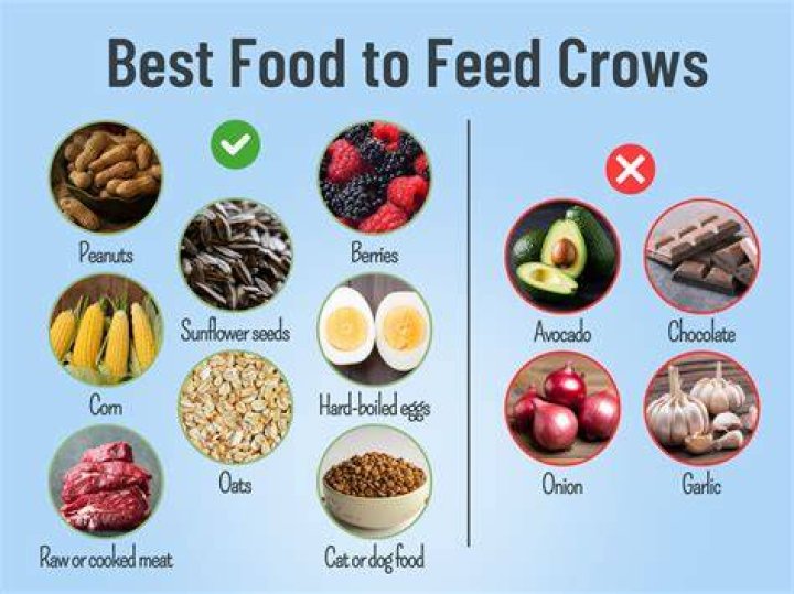 What's a crows favorite food?