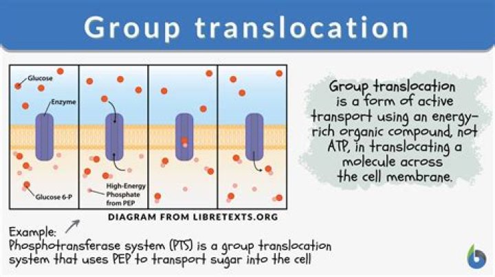 What is meant by the term translocation?