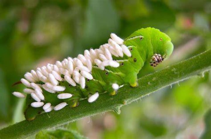 What kind of wasps lay eggs on hornworms?