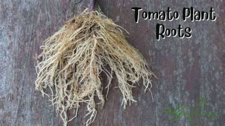 What type of tomato is a truss tomato?