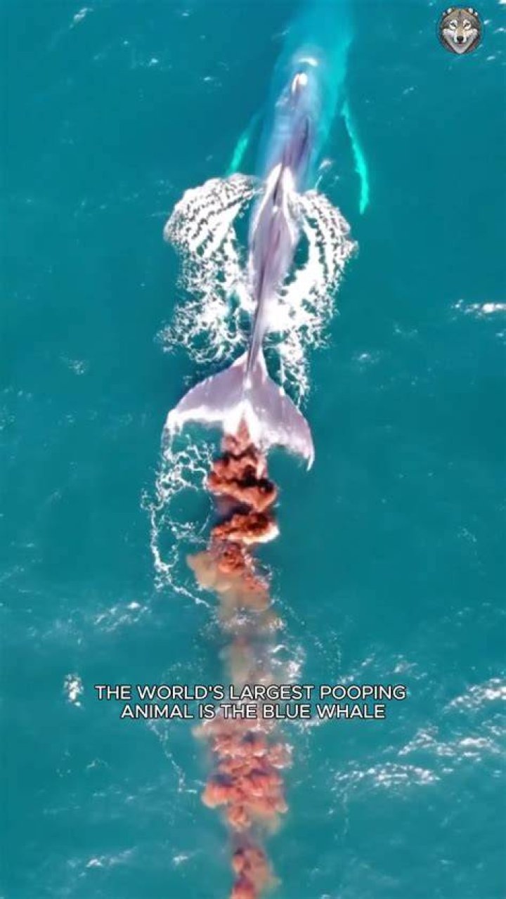 What whale poop looks like?