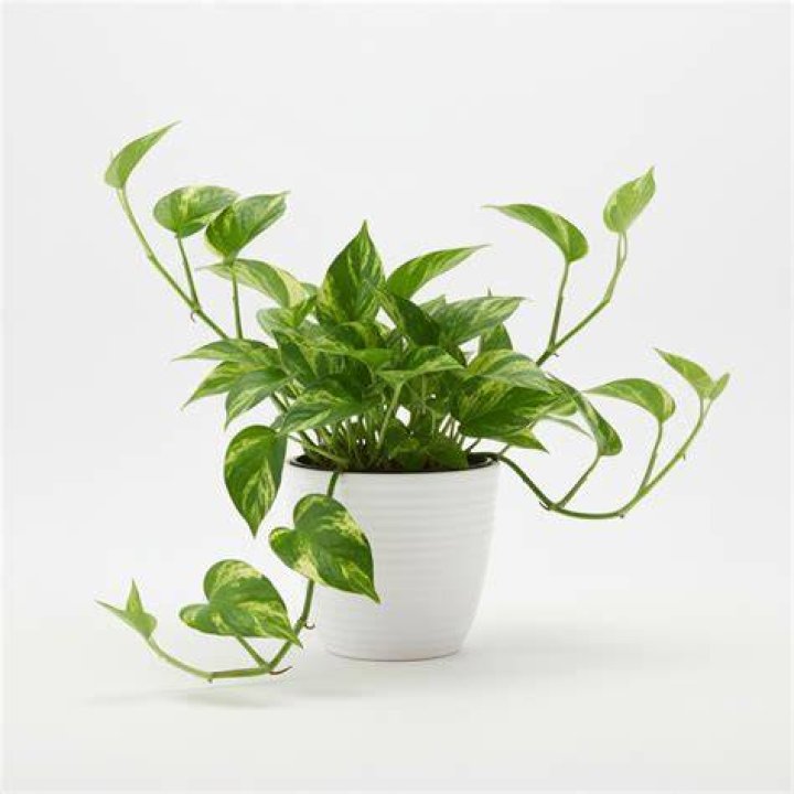 Where do you put Devil's Ivy?