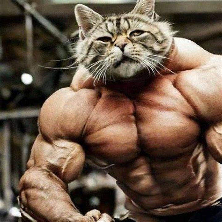 Who is the strongest cat?