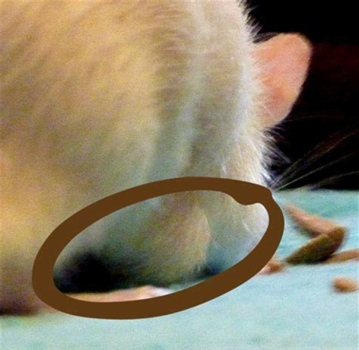 Why does my rat have big balls?