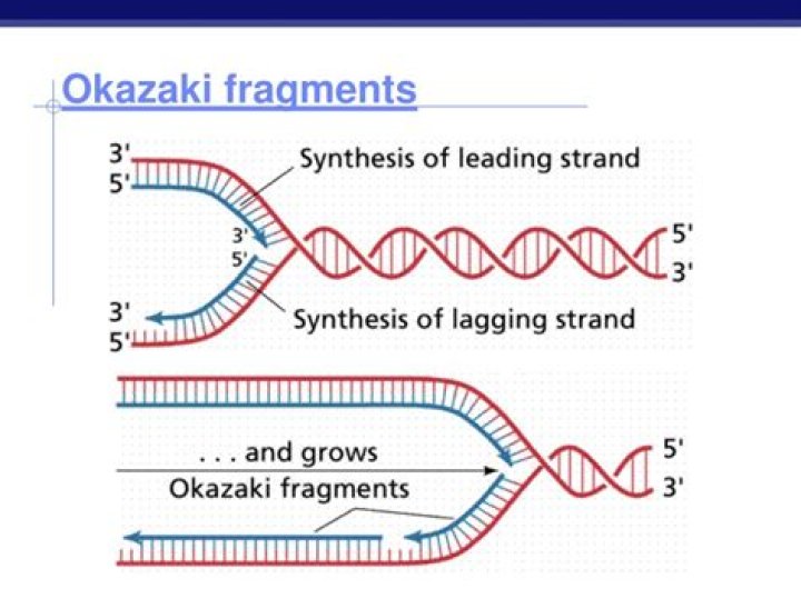 Why is there Okazaki fragments?